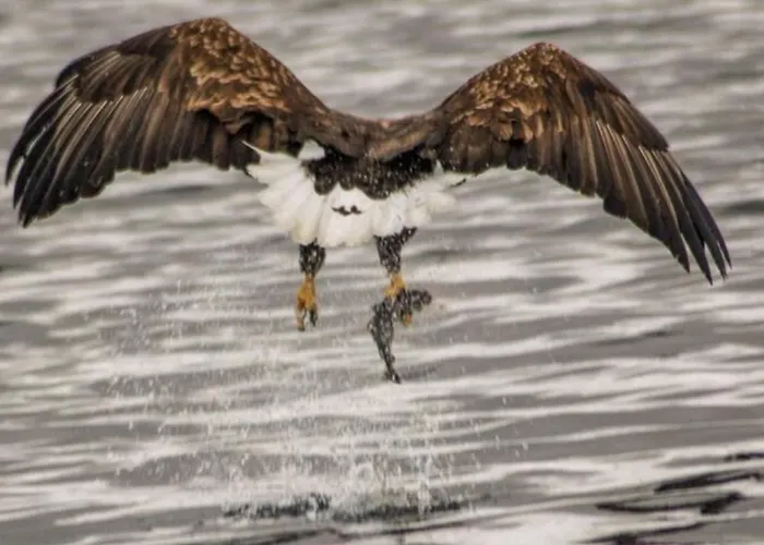 Semesterbostad Hamnoya Bridge Panorama
